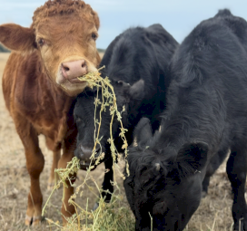 Dexter’s X Lowline Small Steer Calves
