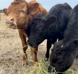Dexter’s X Lowline Small Steer Calves