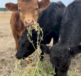 Dexter’s X Lowline Small Steer Calves