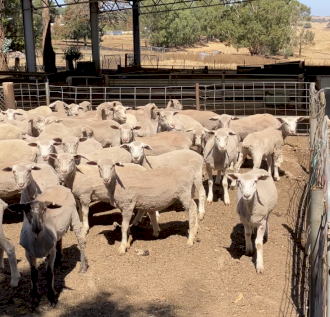 375 WS and Suffolk x lambs.