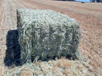 80m/t Wheaten Hay 8x4x3 Bales