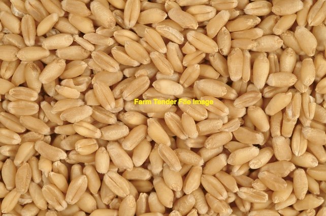 12mt Ironbark Wheat