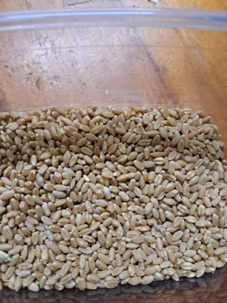 20mt Shotgun Wheat