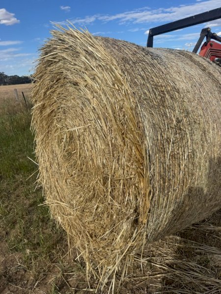 120 X Oaten Hay 5X4 Round Bales