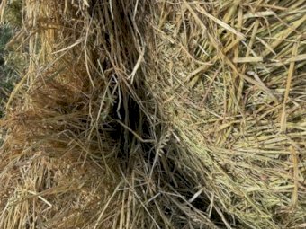 120 X Oaten Hay 5X4 Round Bales