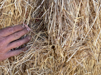 200mt Rye Grass Hay 500kg 8x4x3 Bales