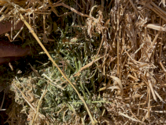 25 mt Lucerne Hay 600-640kg 8x4x3 Bales