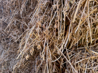 25 mt Lucerne Hay 600-640kg 8x4x3 Bales