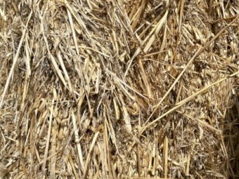 300mt Oaten Hay 550kg 8x4x3 Bales
