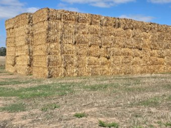 300mt Oaten Hay 550kg 8x4x3 Bales