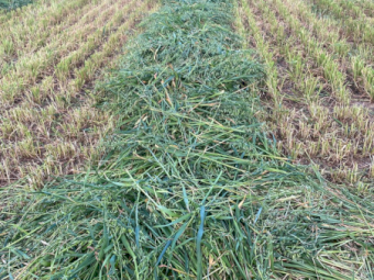 400 x Barley Hay 4x4 Rolls