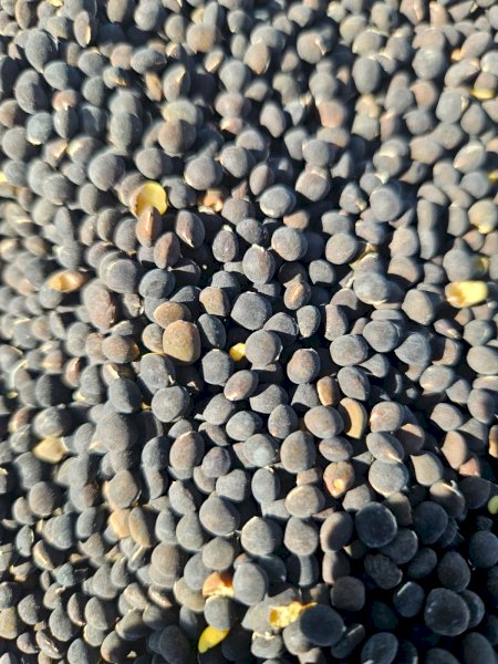 10 mt Popany Vetch Seed