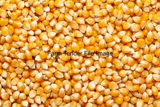40 mt Feed Corn