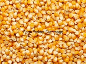40 mt Feed Corn
