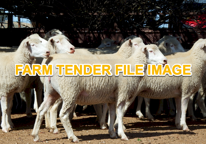WANTED Poll Dorset Ewes