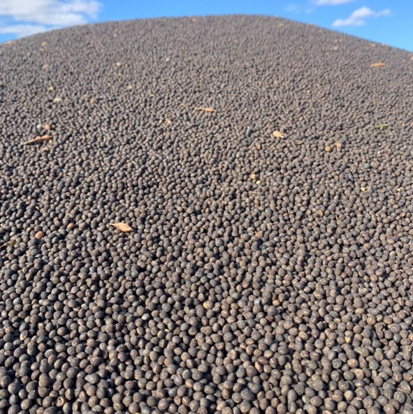 Vetch Seed