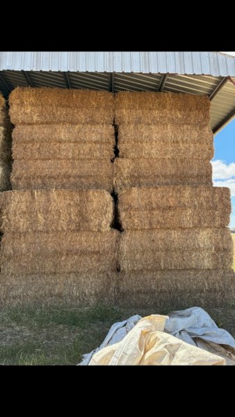 250mt Vetch Hay 650kg 8x4x3 Bales