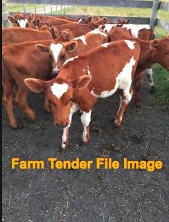 WANTED Calves