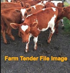 WANTED Calves