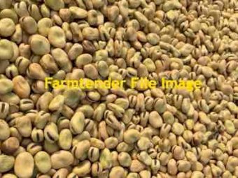 28/29 m/t Samira Faba Beans