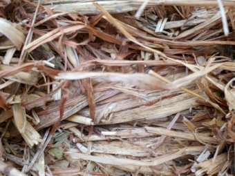 Shedded Export Quality Oaten Hay