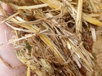 Shedded Export Quality Oaten Hay