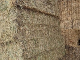 Shedded Oaten Hay