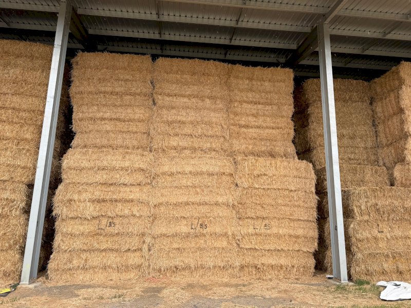 Oaten Hay 26' Season