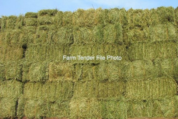 966 x Pasture Hay Small Square Bales