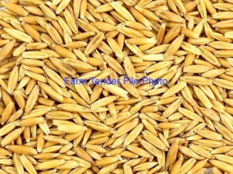 15mt Mulgara Oat Seed
