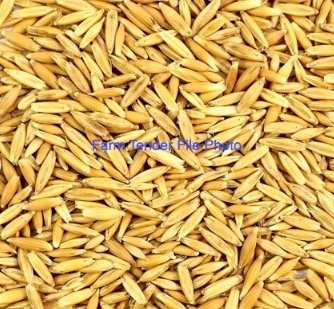 30MT Lampton Oat Seed