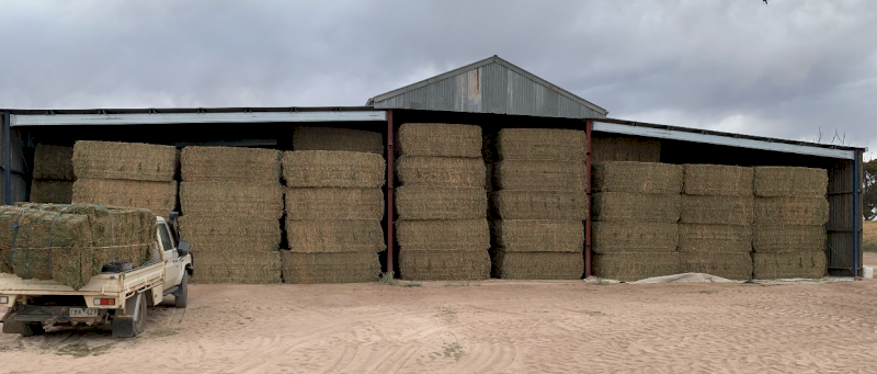 40mt Vetch Hay 650-700kg 8x4x3 Bales
