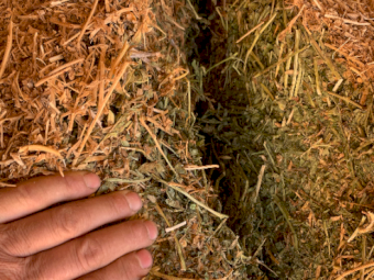 40mt Vetch Hay 650-700kg 8x4x3 Bales