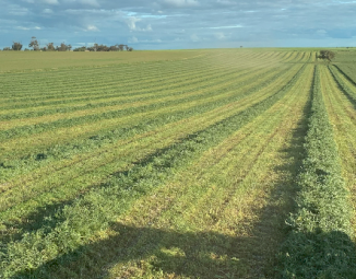 40mt Vetch Hay 650-700kg 8x4x3 Bales