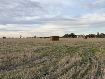 60mt Wheaten Hay 600kg 8x4x3 Bales