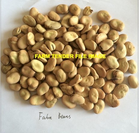 WANTED Faba Beans