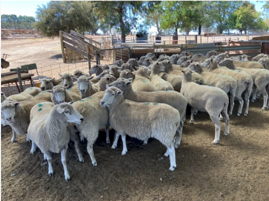 204 Fine Cross Ewes SIL at 158%  to WS Rams