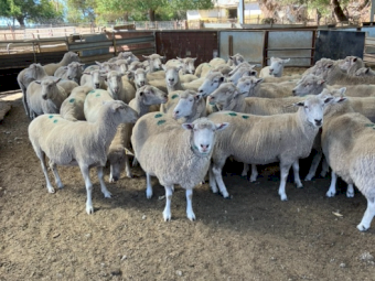 204 Fine Cross Ewes SIL at 158%  to WS Rams