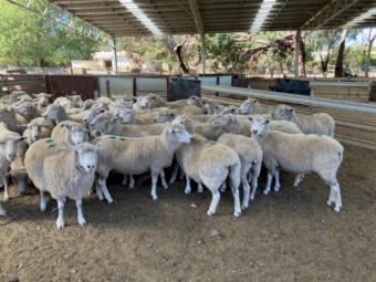204 Fine Cross Ewes SIL at 158%  to WS Rams