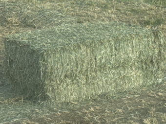 80mt Sorghum Hay 550kg 8x4x3 Bales