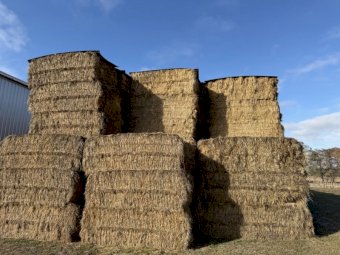 200 m/t Clover Rye Hay 540kg 8x4x3 Bales