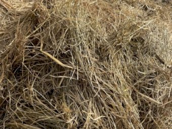 200 m/t Clover Rye Hay 540kg 8x4x3 Bales
