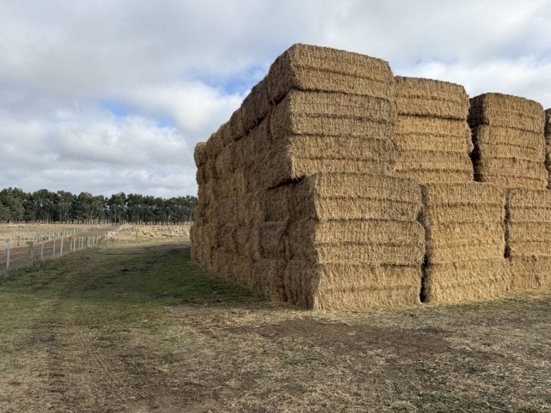 900 m/t Ryegrass Straw 510kg 8x4x3 Bales