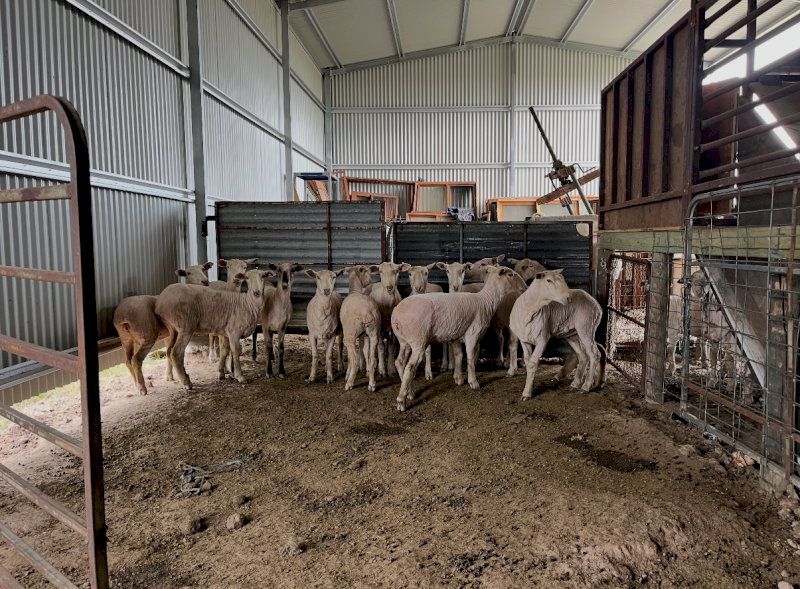 13 x First Cross Ewes with 1 Suffolk Ram