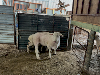 13 x First Cross Ewes with 1 Suffolk Ram