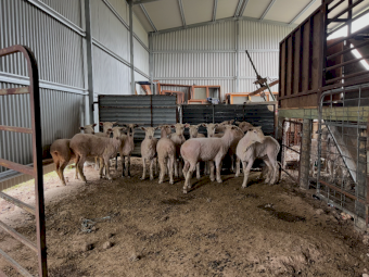 13 x First Cross Ewes with 1 Suffolk Ram
