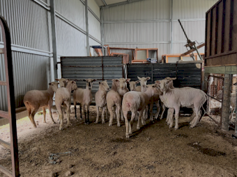 13 x First Cross Ewes with 1 Suffolk Ram
