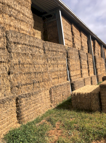 550mt Wheaten Hay 800kg 8x4x3 Bales