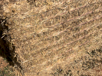 550mt Wheaten Hay 800kg 8x4x3 Bales