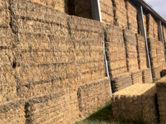 550mt Wheaten Hay 800kg 8x4x3 Bales